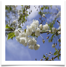 Dunham Blossom - Helen Kulczycki 
